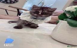 Mixed Breed cats for sale: Mix cat to sell - Image 2