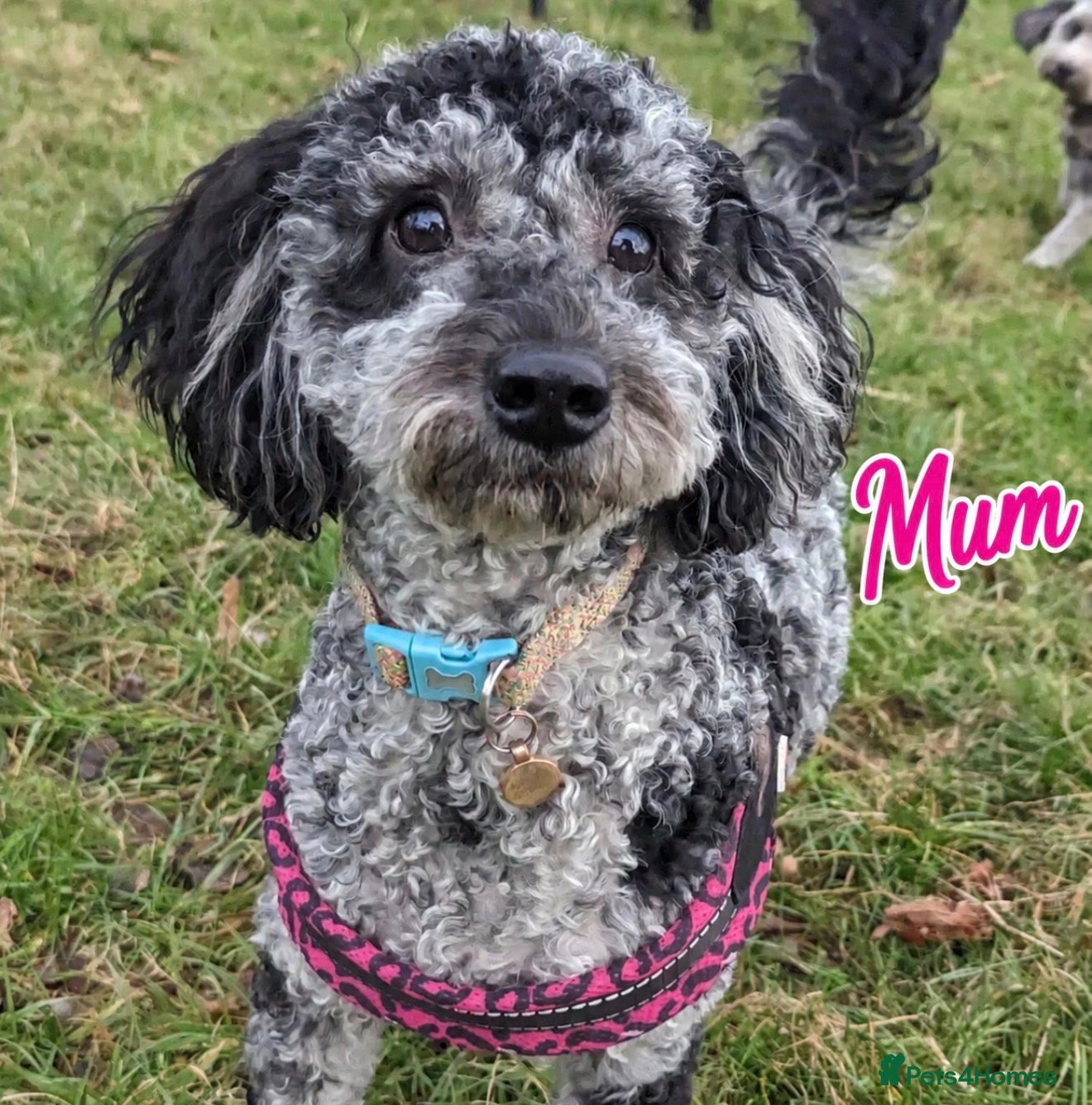 Cavapoochon dogs Beautiful health tested Cavapoo puppies - Advert 2