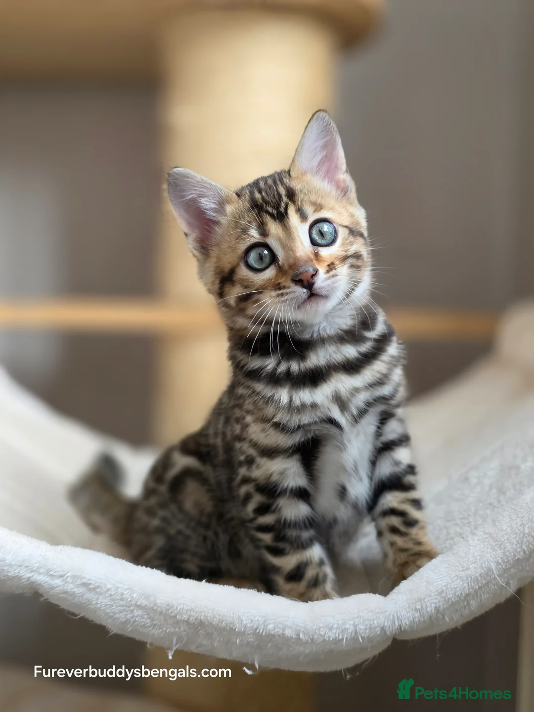 Bengal cats for sale: Gorgeous Rosetted Bengal Kittens  in Congleton - Advert 15