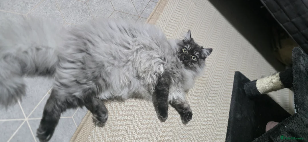 Persian cats for sale: Doll face persian male - Advert 6