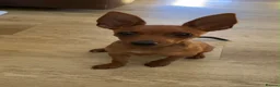 Miniature Pinscher dogs for sale: Min Pin Jesko Is Looking For His Forever Family 💙 - Advert 5