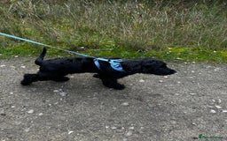 Cocker Spaniel dogs for sale: English show cocker spaniel male - Image 3