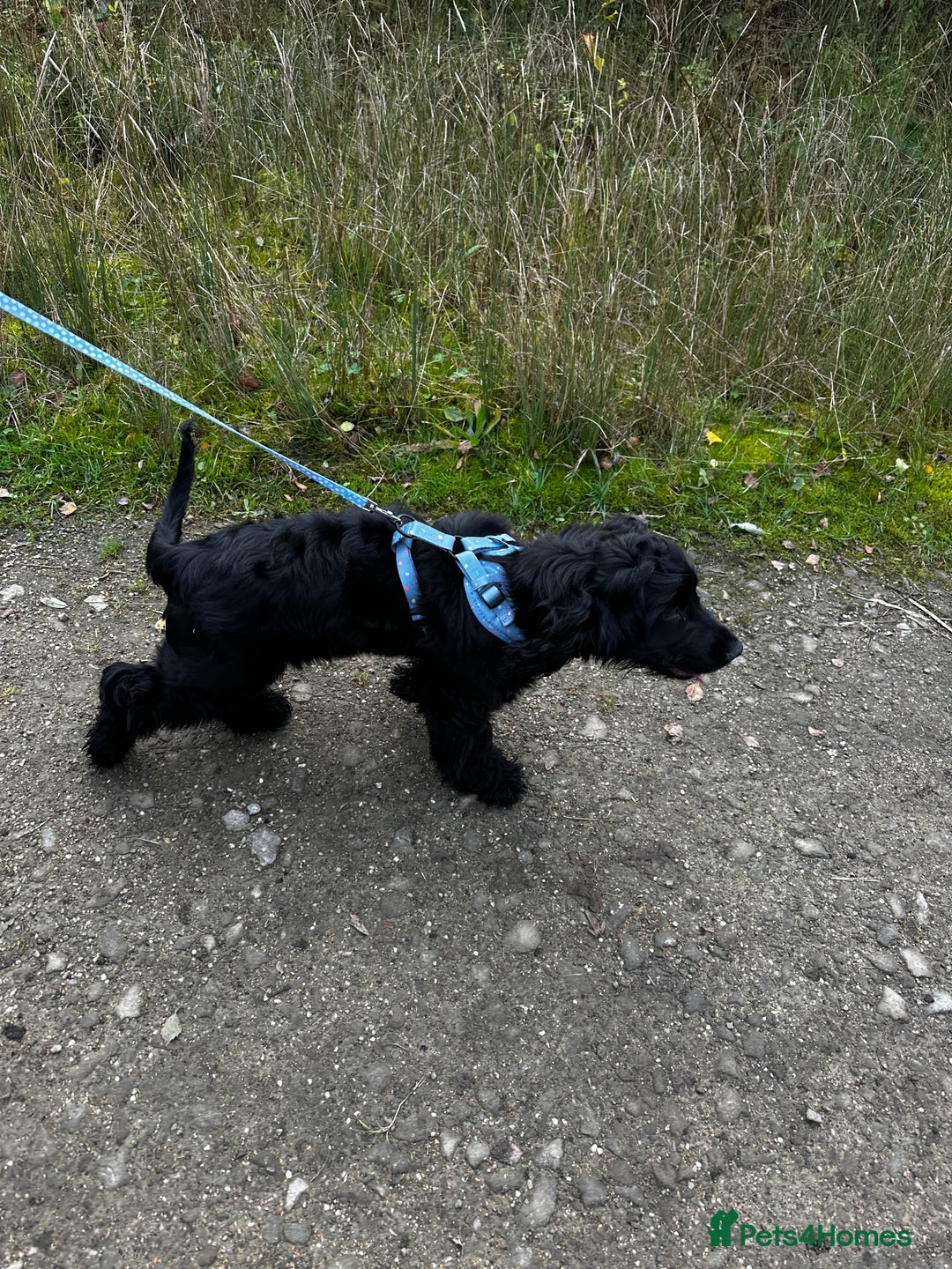 Cocker Spaniel dogs for sale: English show cocker spaniel male - Image 3