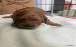 Cavapoo dogs for sale: 7 gorgeous F1b Cavapoo Puppies (4 girls & 3 boys)  - Image 20
