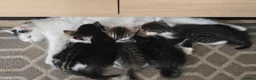Mixed Breed cats for sale: Beautiful kittens for sale in Andover - Advert 2