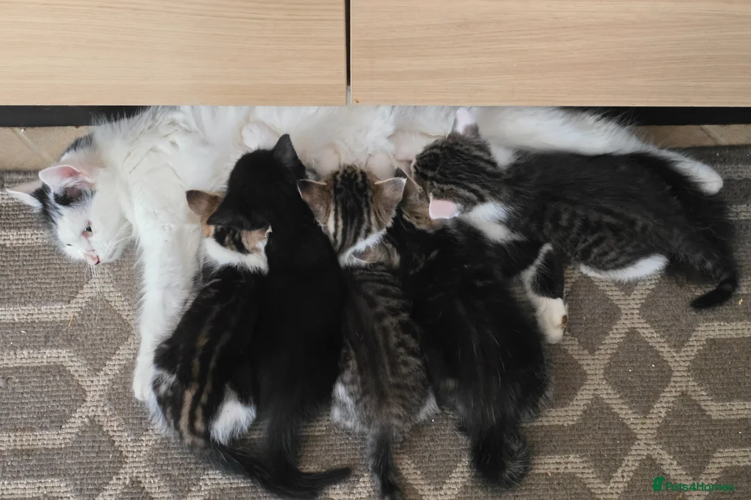 Mixed Breed cats for sale: Beautiful kittens for sale in Andover - Advert 2