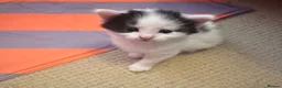Mixed Breed cats for sale: My cat gave birth to cute 4 kittens  - Advert 13