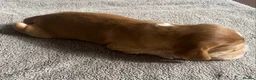 Cocker Spaniel dogs for sale: Show Type Cocker Spaniel Puppies - Advert 21