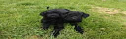 Giant Schnauzer dogs for sale: IKC Champion-Bred Giant Schnauzer Puppy | 1 Male - Advert 3