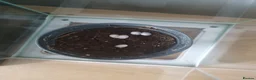 Gecko reptiles for sale: Mourning gecko eggs  in Manchester - Advert 1
