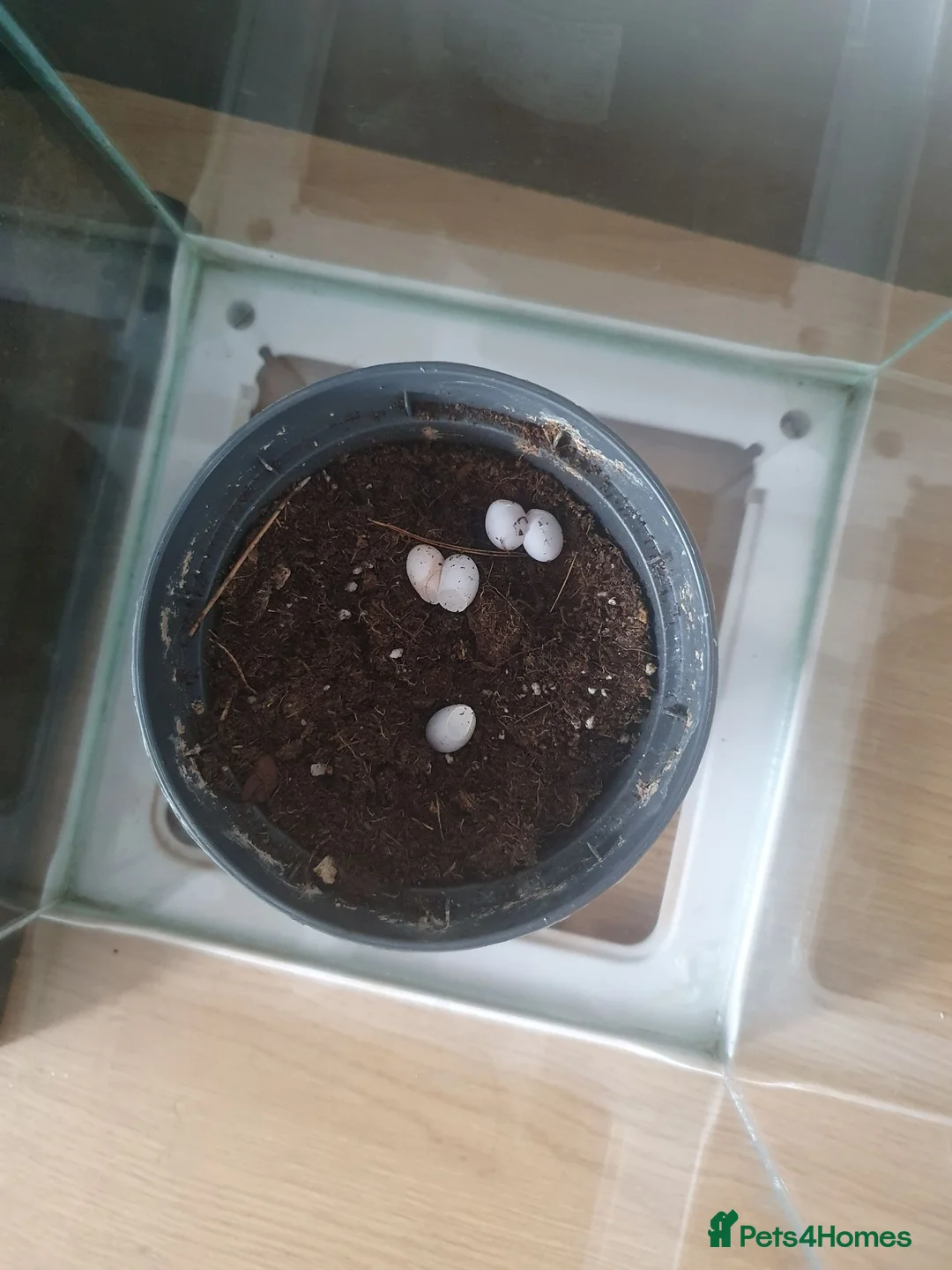 Gecko reptiles for sale: Mourning gecko eggs  in Manchester - Advert 1