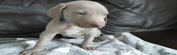 Weimaraner dogs for sale: KC reg Weimaraner puppies ready to leave now - Advert 9