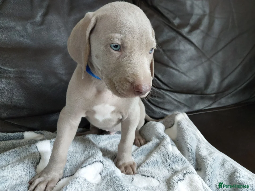 Weimaraner dogs for sale: KC reg Weimaraner puppies ready to leave now - Advert 9