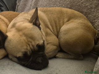 French Bulldog dogs French Bulldog - Advert 1