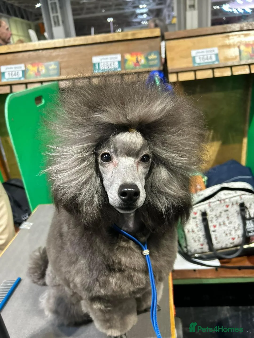 Miniature Poodle dogs for stud: RUSSIAN IMPORTED MINI SILVER POODLE STUD in Wigan - Advert 16