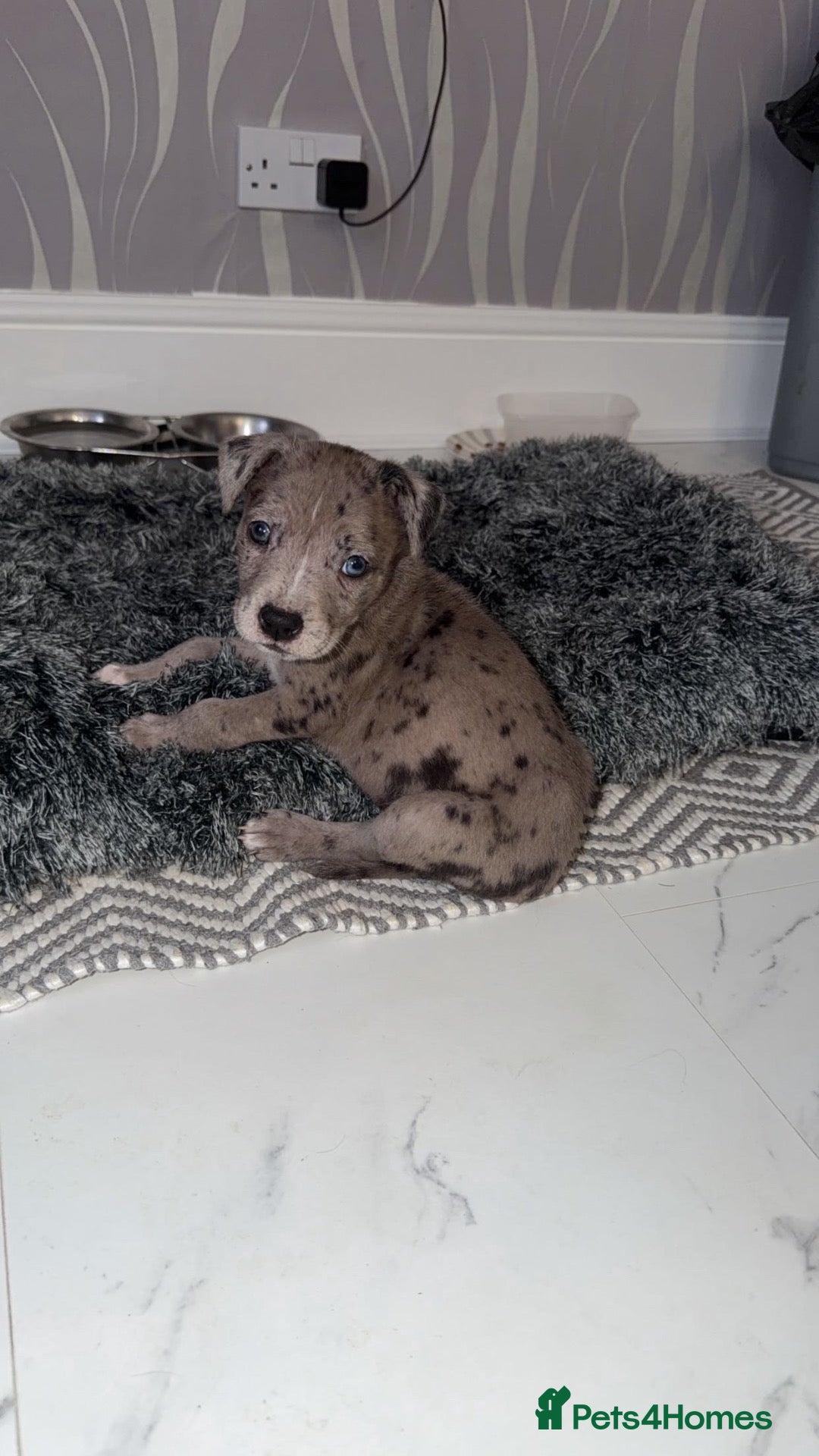 Mixed Breed dogs for sale: Zena the 14 week old staffy x husky x xl bully - Advert 15