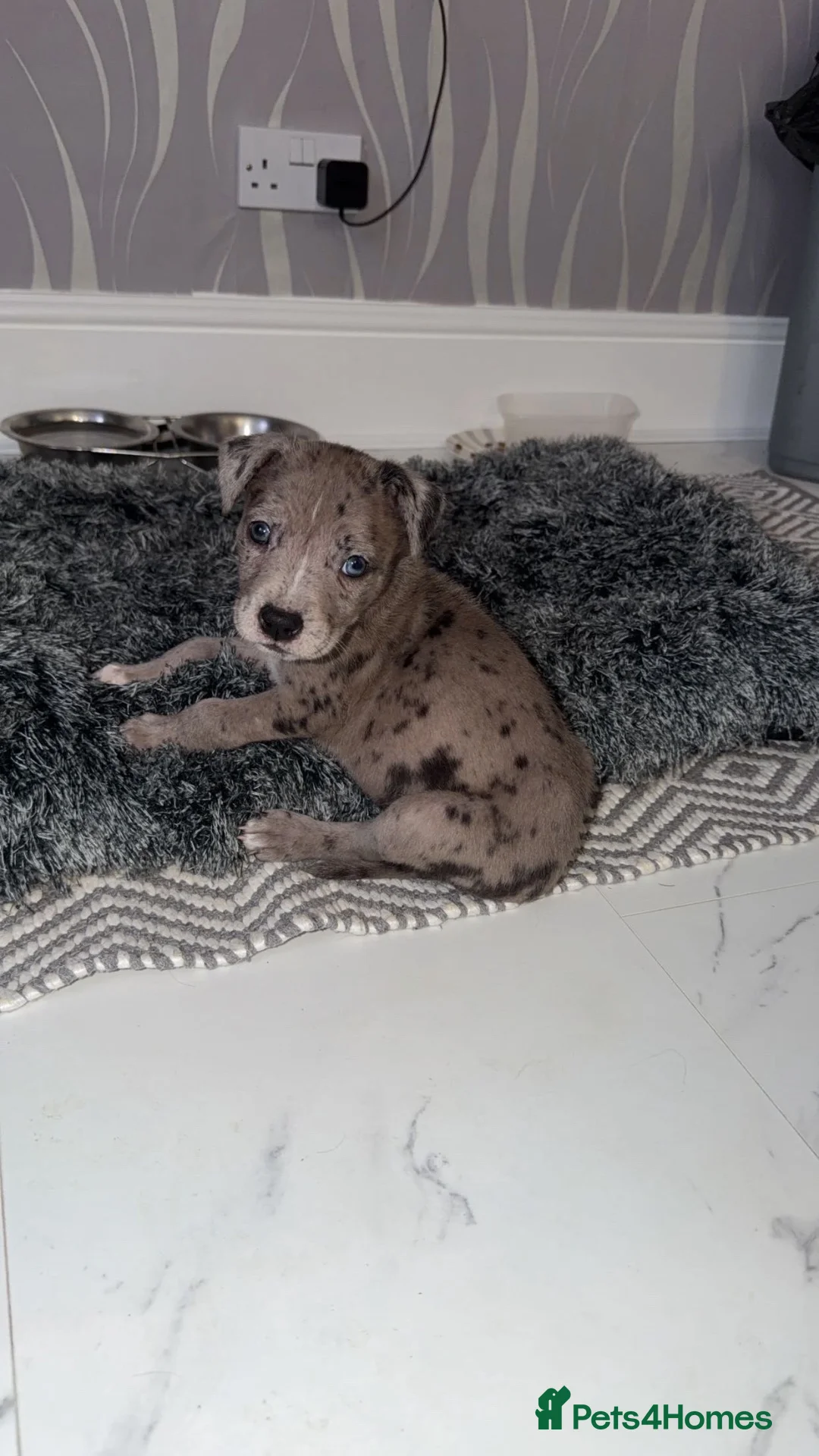 Mixed Breed dogs for sale: Zena the 14 week old staffy x husky x xl bully - Advert 1