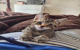 Domestic Shorthair cats for sale: 10 week old tabby female kitten for sale - Image 2