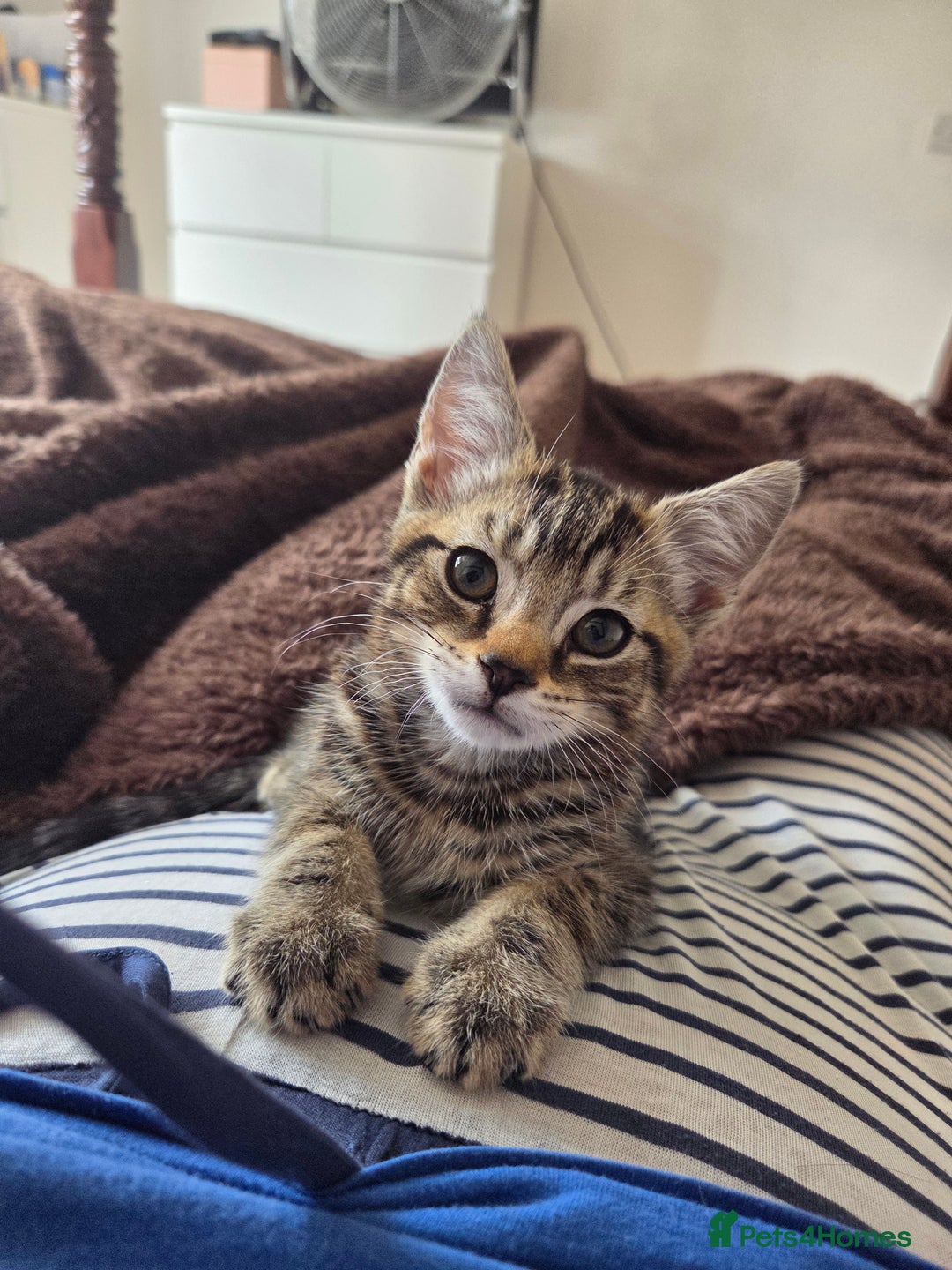 Domestic Shorthair cats for sale: 10 week old tabby female kitten for sale - Image 2