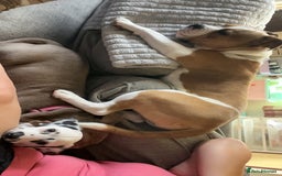 Mixed Breed dogs for sale: 3 dogs for sale! - Image 8