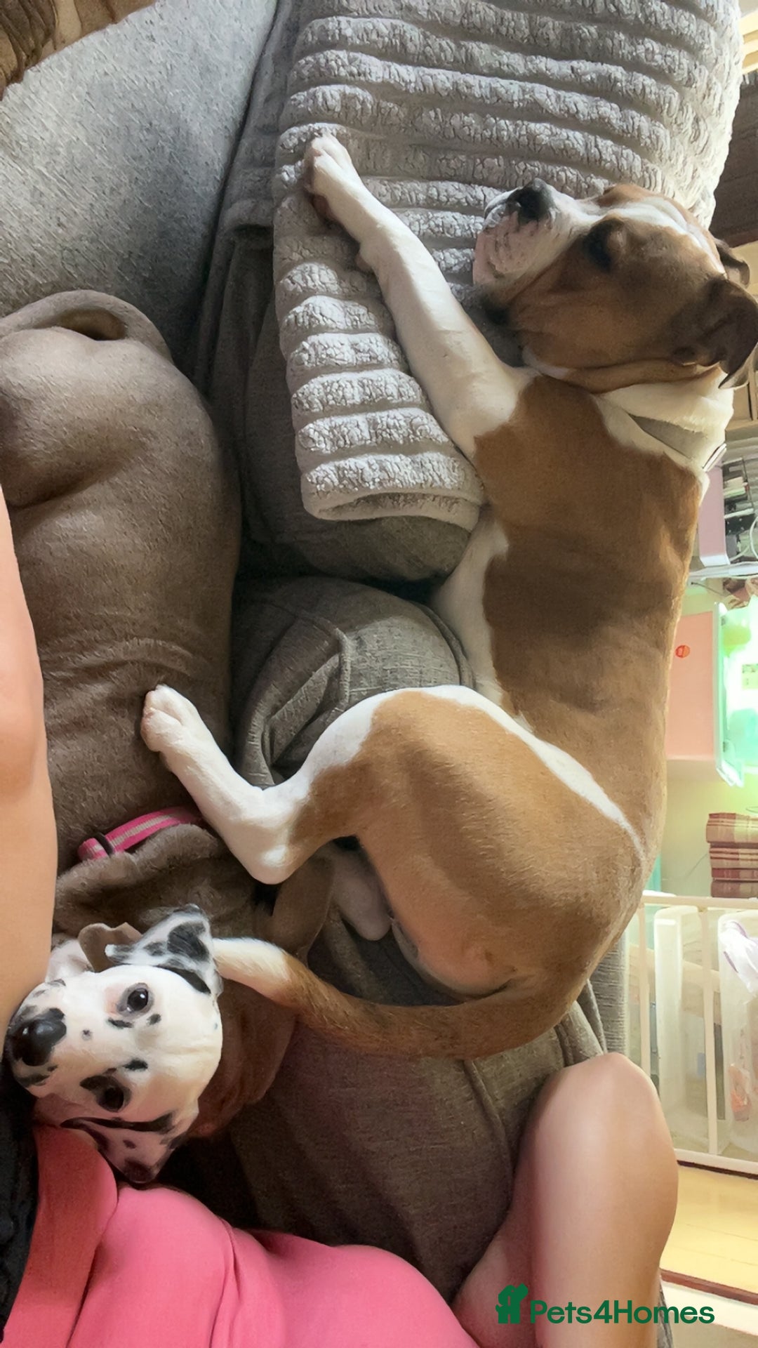 Mixed Breed dogs for sale: 3 dogs for sale! - Image 8