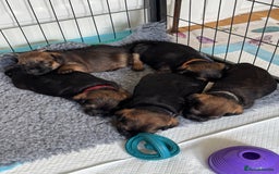 Border Terrier dogs for sale: Border Terrier KC Reg puppies - Image 5