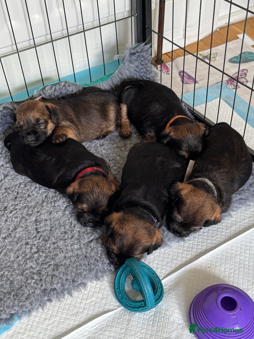 Border Terrier dogs for sale: Border Terrier KC Reg puppies - Image 5