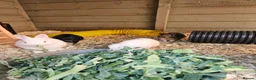 Guinea Pig rodents for sale: 5 male guinea pigs  - Advert 7