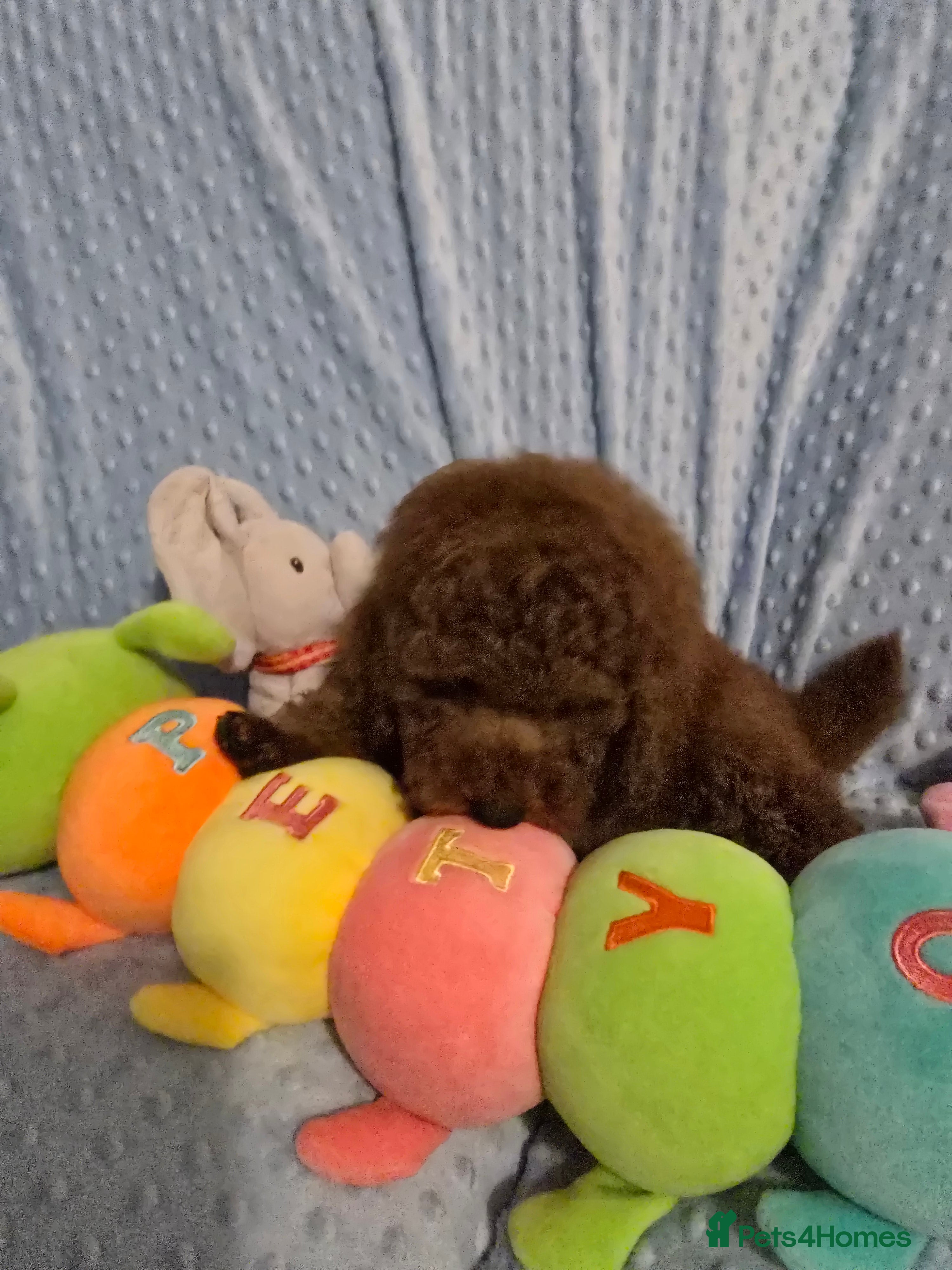 Maltipoo dogs Maltipoo  1 boy - Advert 2