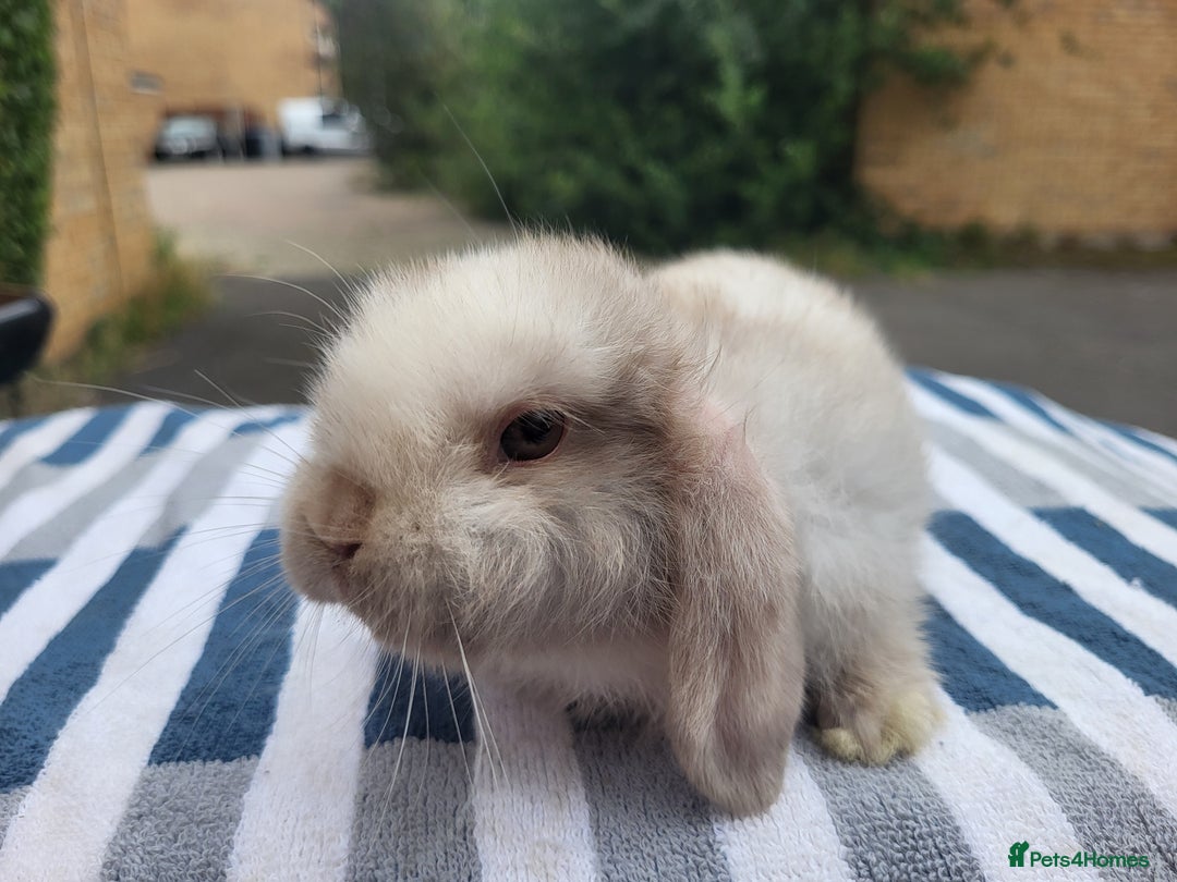 Mini Lop rabbits for sale: Lilac mini lop buck - Image 4