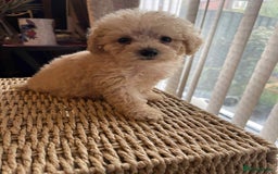 Maltipoo dogs for sale: Maltipoo babies  - Image 4