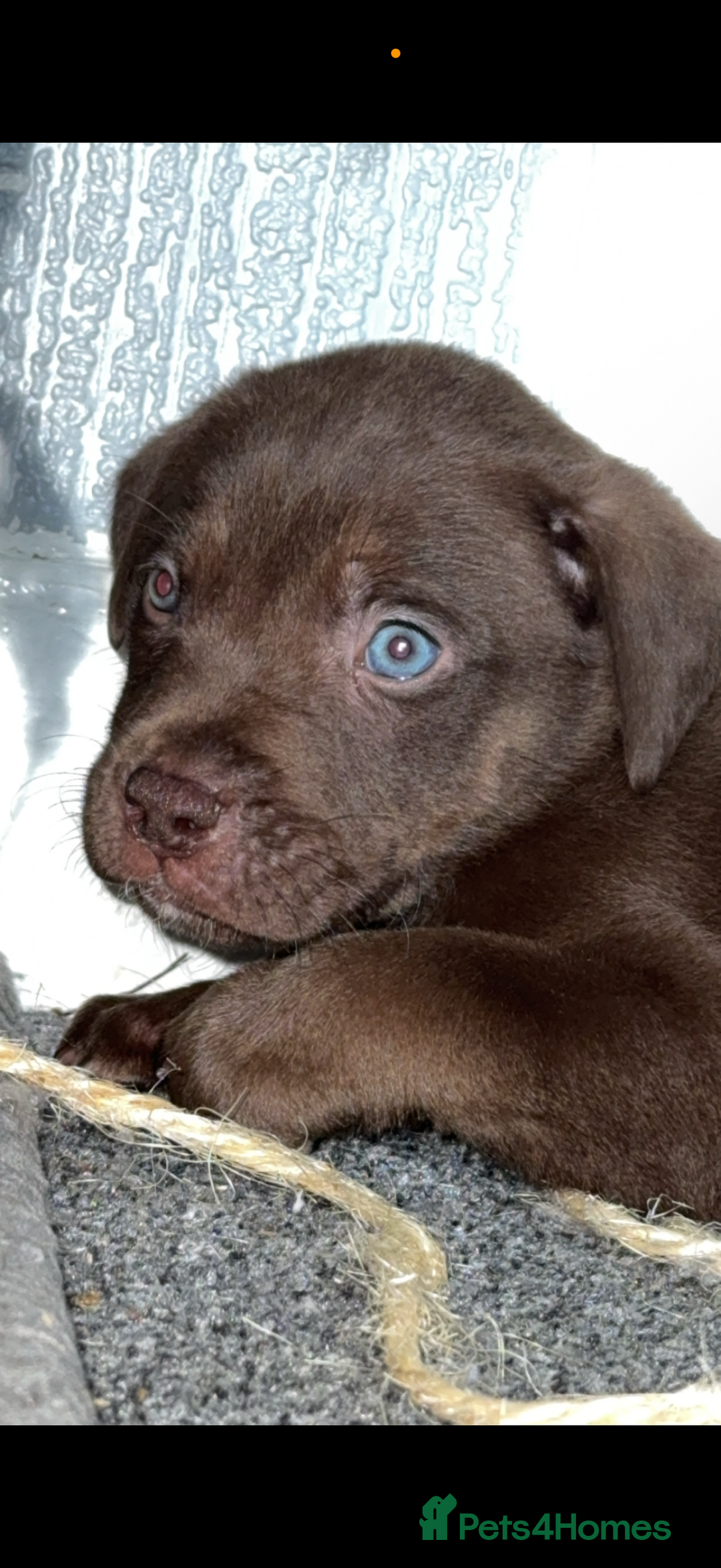 Mixed Breed dogs for sale: Labrador cross  - Image 11