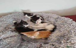 Mixed Breed cats for sale: Ragdoll Turkish angora mix  - Image 11
