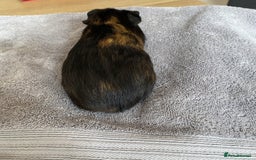 Guinea Pig rodents for sale: Crested Tri Colour Male Guinea Pig - Image 3
