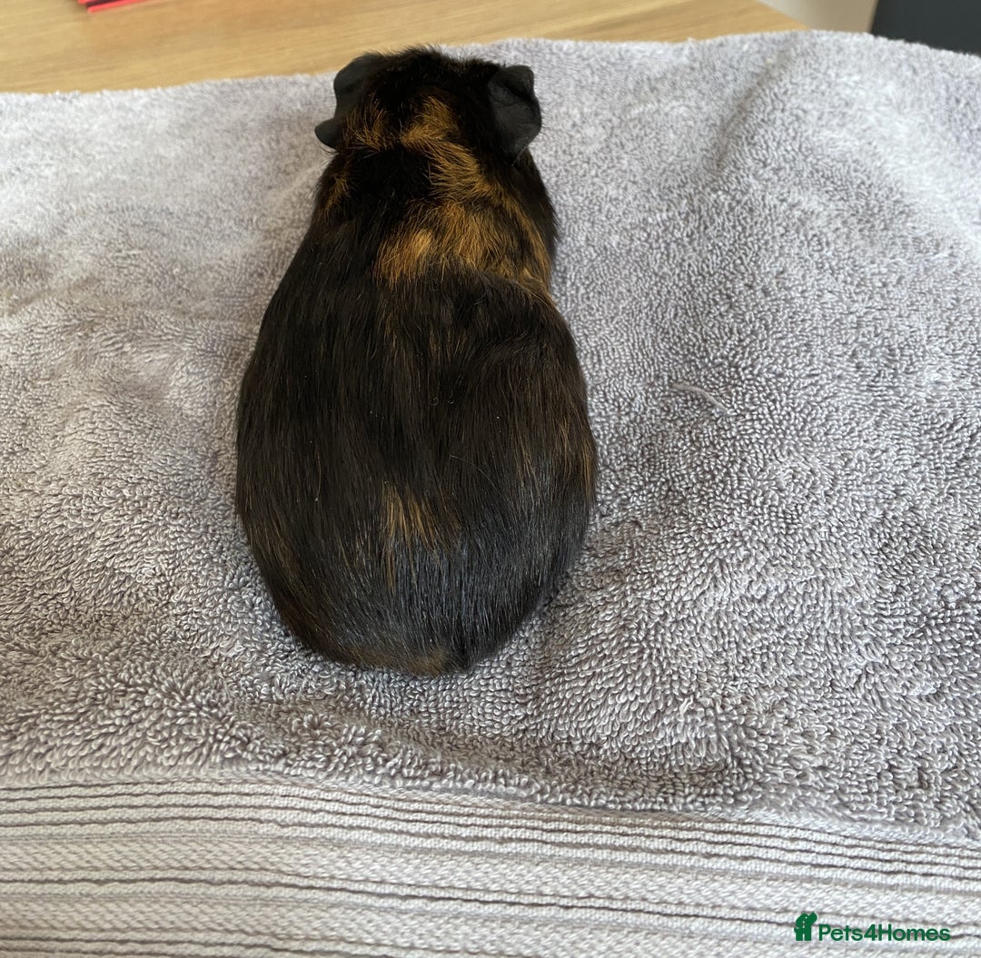Guinea Pig rodents for sale: Crested Tri Colour Male Guinea Pig - Image 3