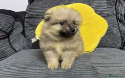 Pomeranian dogs for sale: ✨ Fluffy Pomeranian Puppies – Ready in October! - Image 10