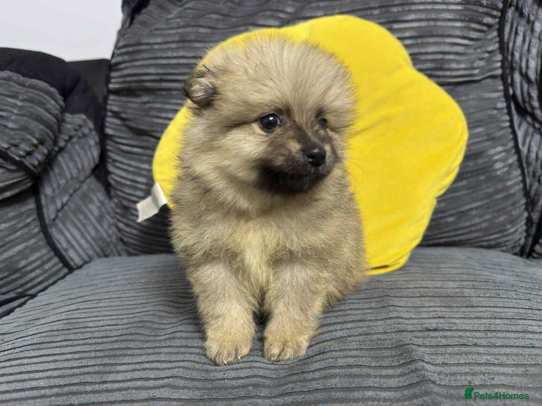 Pomeranian dogs for sale: ✨ Fluffy Pomeranian Puppies – Ready in October! - Image 10