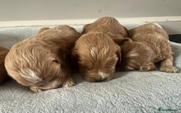Cockapoo dogs for sale: STUNNING F1 COCKAPOO PUPPIES  - Image 4