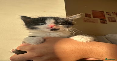 British Longhair cats - Advert 1