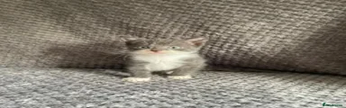 Domestic Shorthair 1