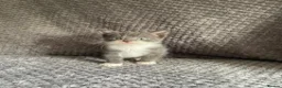 Domestic Shorthair cats for sale: Gorgeous Grey and White Kittens For Sale - Advert 7