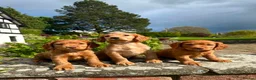 Cocker Spaniel dogs for sale: Pure Bred Red Cocker Spaniel Pups in Leominster - Advert 1