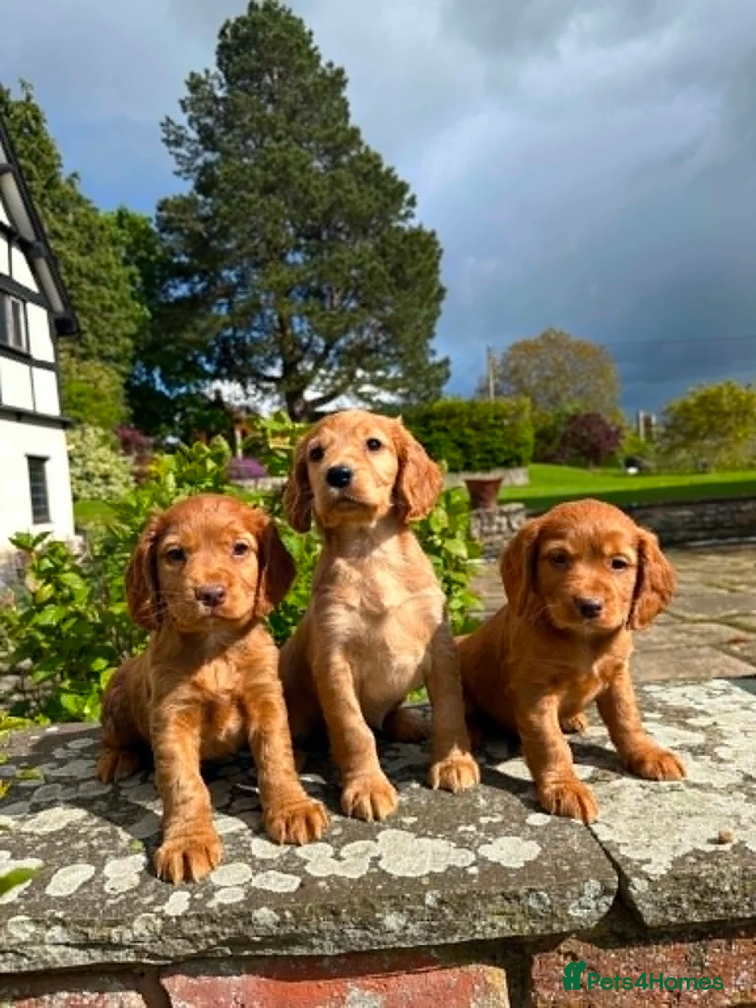 Cocker Spaniel dogs for sale: Pure Bred Red Cocker Spaniel Pups in Leominster - Advert 1