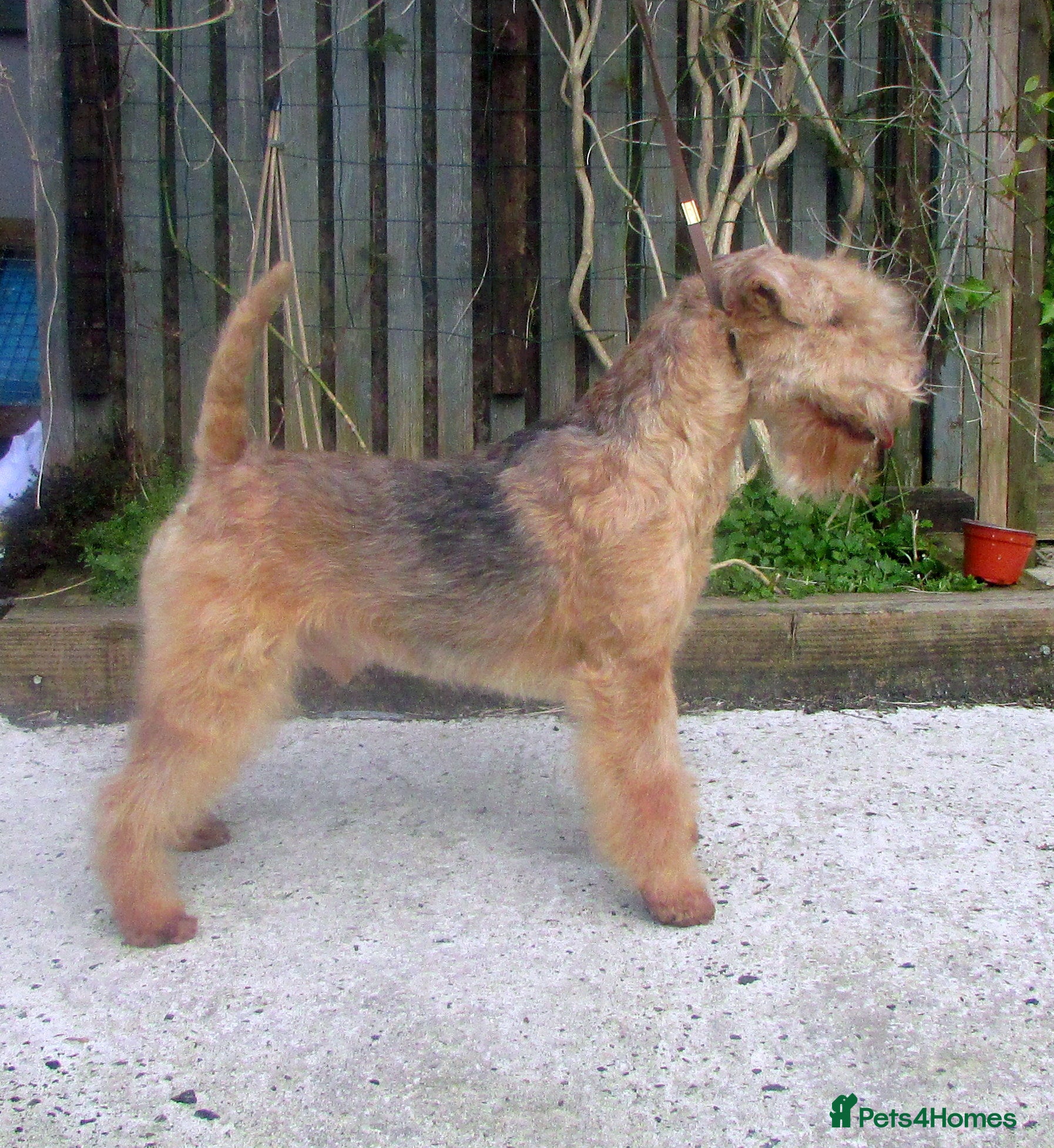 Lakeland Terrier dogs Lakeland terrier (Kennel club show type) - Advert 12