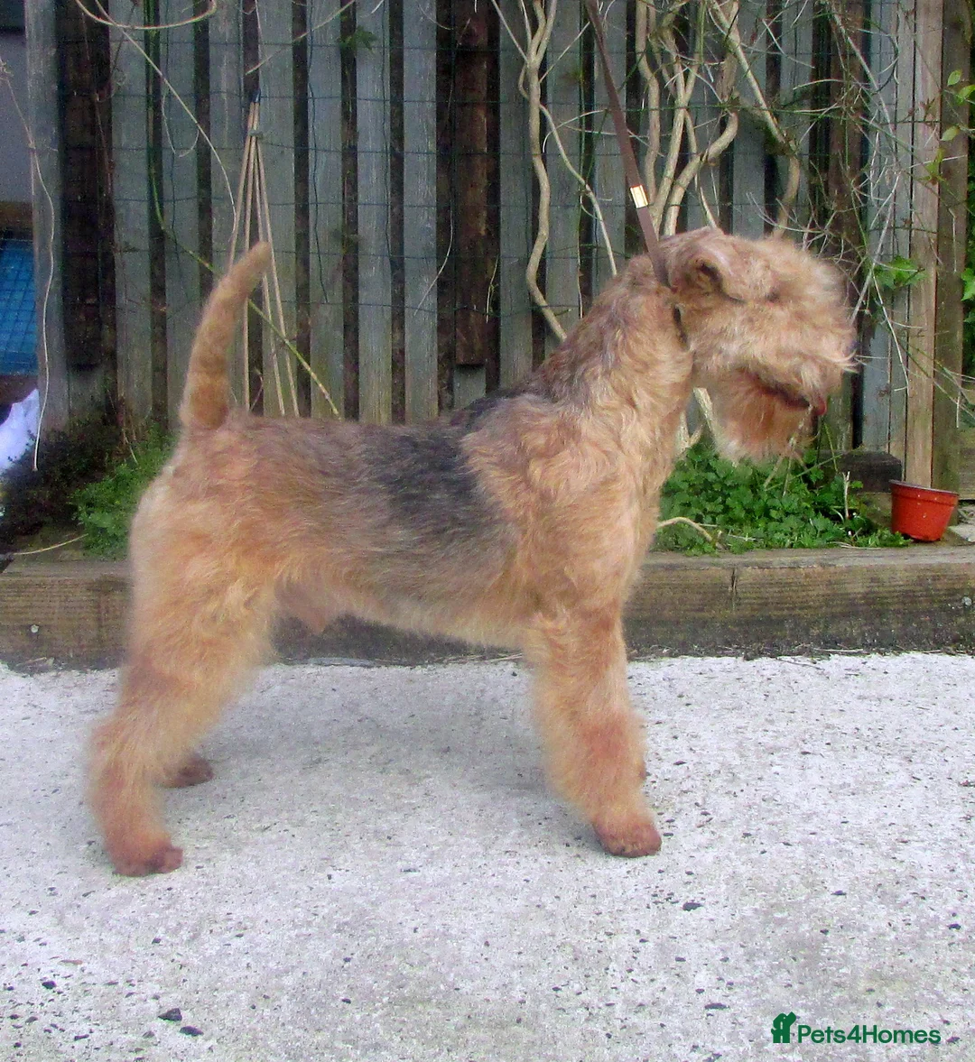 Lakeland Terrier dogs for sale: Lakeland terrier (Kennel club show type) - Advert 1