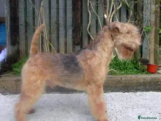 Lakeland Terrier dogs Lakeland terrier (Kennel club show type) - Advert 6