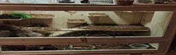 Gecko reptiles for sale: Leopard gecko  - Advert 2