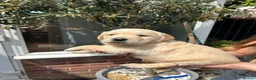 Golden Retriever dogs for sale: EXCEPȚIONAL GOLDEN RETRIVIER PUPPIES💙🩷 - Advert 4