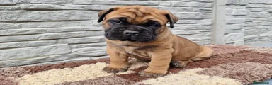 Bullmastiff Puppy 3