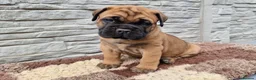 Bullmastiff dogs for sale: Bullmastiff puppies available gor new homes.. - Advert 8